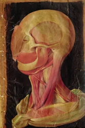 Dibujo anatómico de la cabeza humana